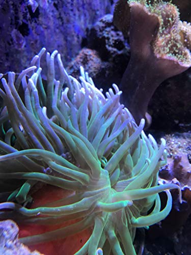 Seachem Reef Calcium 250ml - size: 250 mL