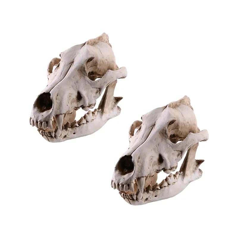 Resin Wolf Skull Wolf Skull Model Decoration Craft Film Props Collection Crafts Home Decoration Garden Decoration