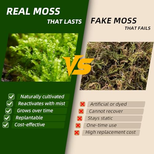 Fresh Real Live Moss Variety Pack for Orchids & Mini Landscapes DIY Terrariums, Bonsai, Reptile Habitats & Potted Plants | Revives Quickly with Mist, Soft Green Texture (Whole 8"x8" Leucobryum Moss)