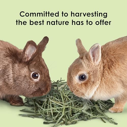 Kaytee Timothy Hay, High Fiber, Grown Specifically for Small Animals, Rabbits, Guinea Pigs, Chinchillas, Ideal Bulk Order for Small Pets, 12 Pounds - size: 12 Pound (Pack of 1)
