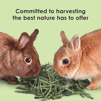Kaytee Timothy Hay, High Fiber, Grown Specifically for Small Animals, Rabbits, Guinea Pigs, Chinchillas, Ideal Bulk Order for Small Pets, 12 Pounds - size: 12 Pound (Pack of 1)