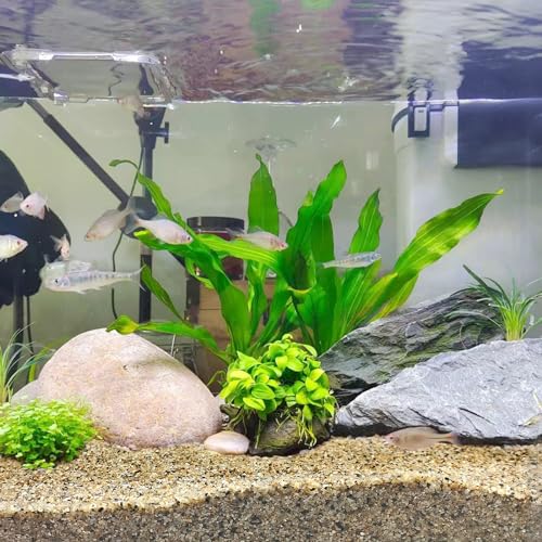 FANTIAN 40 lbs Aquarium Sand. 1/16 Inch Fish Tank Coarse Sand Pea Gravel for Aquarium, Terrariums, Vase Filler, Plant, Soil Drainage and Outdoor Gardens, Landscaping - size: 1/16 Inch