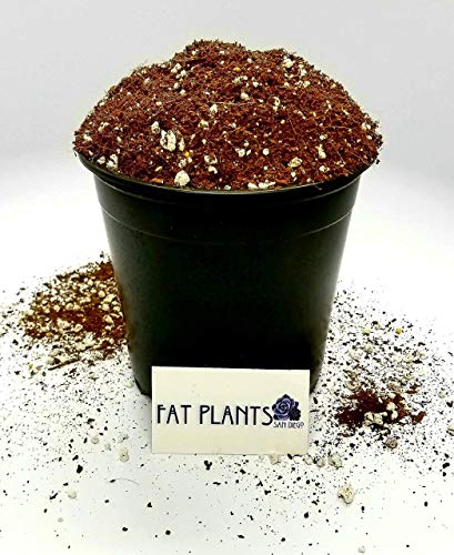 Fat Plants San Diego Premium Cacti and Succulent Potting Mix Soil - for Cactus Palm Tree Citrus Plant Grown in Gardening Containers - Indoors & Outdoors Use - with Natural Food/Fertilizer - size: Gallon
