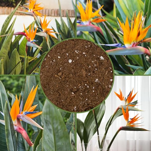Soil Sunrise Bird of Paradise Potting Soil Mix (8 Quarts) All Natural Mix for Indoor/Outdoor Container Tropical Plants