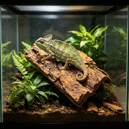 Kisangel Natural Bark Sheets Flat Bark Pieces for Reptile Tank Background 10pcs Providing Safe Habitat Simulation and Terrarium Decor for Bearded Dragon and Turtle Enclosures