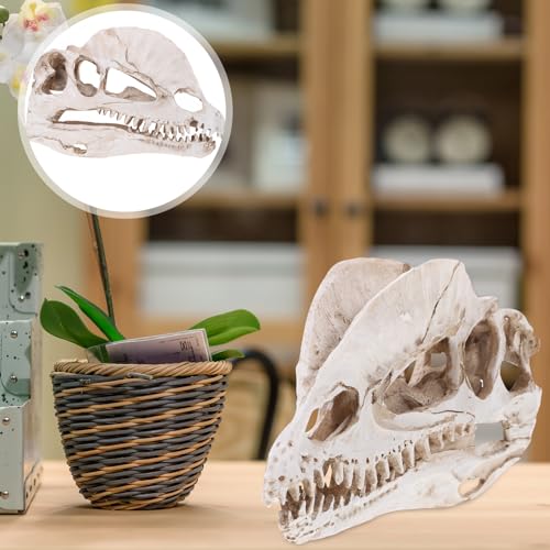 NUOBESTY Resin Dinosaur Skeleton Aquarium Decoration Dinosaur Skull Skeleton Ornament Fish Tank Aquarium Terrarium Decoration