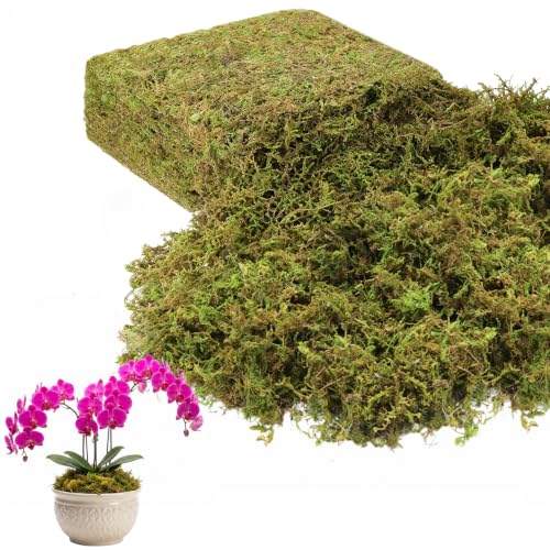 Legigo 7 OZ Green Moss for Plants Indoor, Crafts Moss for Artificial Plants, Decorative Dried Moss Forest Moss for Fake Potted Plants, Fairy Garden, Table Centerpieces and Terrarium Decor - color: 7 OZ