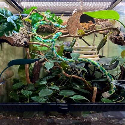 Crested Gecko Coconut Hide with Ladder Shell Natural,Reptile Coco Hut Cave Habitat with Suction Cup Terrarium Décor for Hermit Crab, Lizard, Leopard Gecko Snake Reptiles