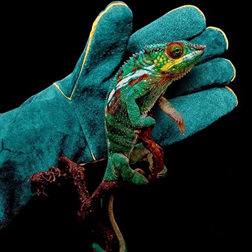 23inch Animal Handling Gloves, Animal Control Gloves Bite Resistant Snake Proof Cowhide Reinforced Leather Protection Dog Training Glove for Cats Scratch Reptiles Birds Falcon Grabbing - color: Green（23.62"）