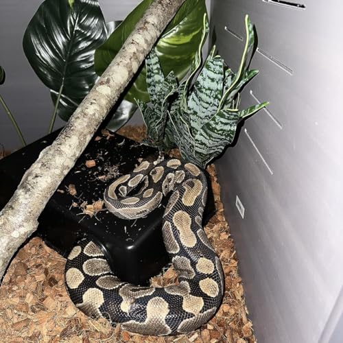 Amypet Reptile Hide Snake Hideout for Different Reptiles Snakes Ball Pythons Use Durable Material Easy to Clean 13.25" L x 8.8" W x 3.1" H (XL) - size: XL
