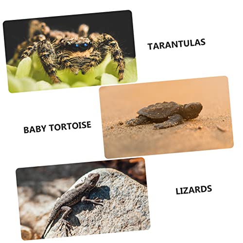 BESTonZON Practical Reptile Terrarium Full Observation Breeding Boxes for Spiders Lizards and Insects