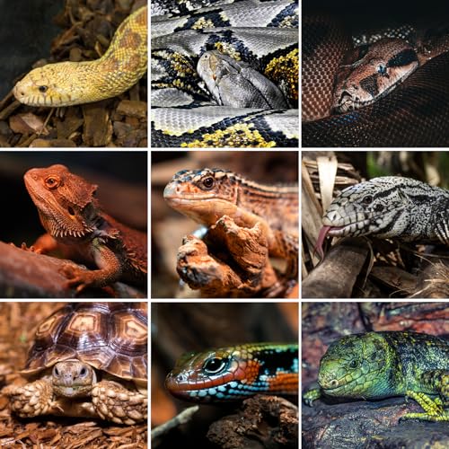 REPTI ZOO 68 Gallon PVC Reptile Terrariums, 48x18x18 Reptile Tanks Enclosure for Bearded Dragon Ball Python Snake Gecko, PVC Reptile Lounge Habitat with Glass Sliding Door & Top Screen Ventilation - style: 48x18x18"