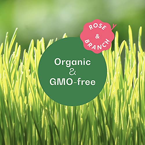 Rose & Branch Organic Wheat Grass Seeds for Indoor Cats - Cat Grass Seeds - 16 Ounces - 100% Organic Non-GMO - Hard Red Wheat - Harvested in USA - Easy to Grow