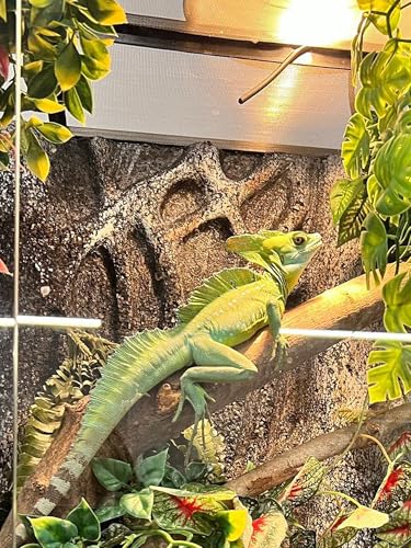 Heat Lamp Bulbs, 100 Watts UVA UVB Reptile Heat Bulb, 1 Pack | Full Spectrum, Basking Spot Light, Simulate Natural Sun Light, For Reptile and Amphibian, Silver - color: 1 Qty, size: 100 Watts