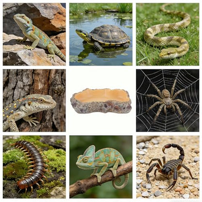 Reptile Food Dish, Terrarium Water Bowl, Feeding Bowl for Reptile Amphibian Pets - size: Large