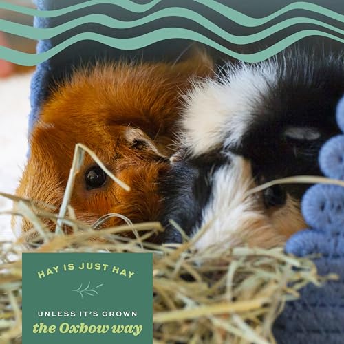 Oxbow Orchard Grass Hay for Small Pets – All-Natural Long Strand Fiber Hay for Rabbits, Guinea Pigs, Chinchillas, and Hamsters – Supports Digestive Health and Enrichment – 40 oz Bag - size: 40 Ounce (Pack of 1)