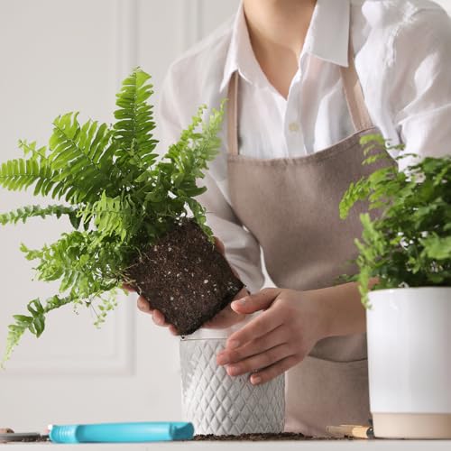 Doter Potting Soil Mix for Fern 1qt, Custom Hand Blended Mixture Suitable for Indoor/Outdoor Potted Fern Plant - size: 1qt