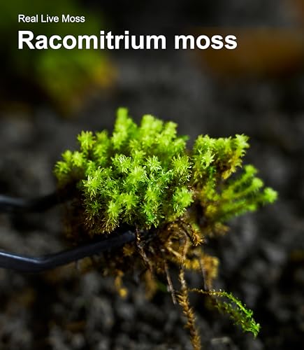 Lucky Runes Live Moss 4-Pack for Terrariums,Potted Plants & Floral Decor | Random Varieties, Easy to Revive, Dye-Free, Mixed Green Texture, Fairy Gardens, Bonsai, Potted Plants, Habitat Accent