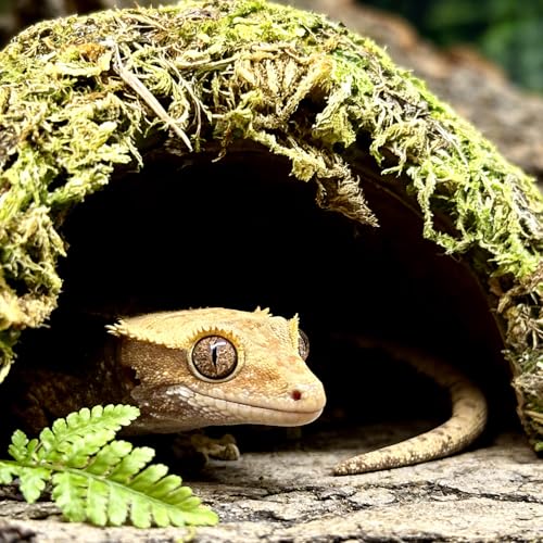 Reptile Hide Coconut Leopard Gecko Hide Humid Crested Gecko Tank Accessories Natural Moss Snake Hideouts for Bearded Dragon,Tortoise,Frog