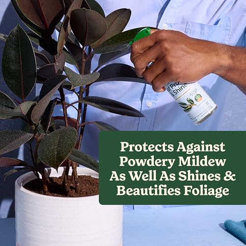 Miracle-Gro Indoor Potting Mix (6 qt.) and Plant Food (8 fl. oz.) for All Plant and Plant Care Leaf Protect & Shine (8 fl. oz.) - Bundle for Growing, Fertilizing, Protecting and Cleaning Houseplants - size: 6 qt (Care Bundle), style: 6 QT