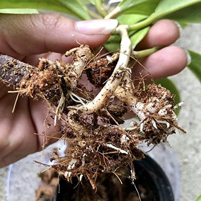 Noot Potting Soil Mix for Indoor & House Plants – 1 Gallon – Orchid, Succulent, Cactus, Aroid, Houseplant, Monstera – Bio-Organic – Fast Draining – Rapid Root Growth – Pre-Soaked & Ready to Use - size: Noot Potting Mix