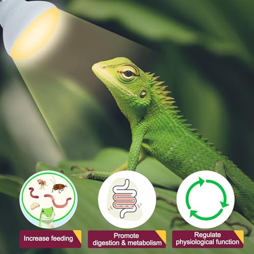 150W Reptile Heat Lamp Bulb 2 Pack,Basking Spot Lamp Bulb for Reptiles & Amphibians，Reptile Daylight Heat Bulb for Bearded Dragon, Lizard, Turtle - size: 150*2