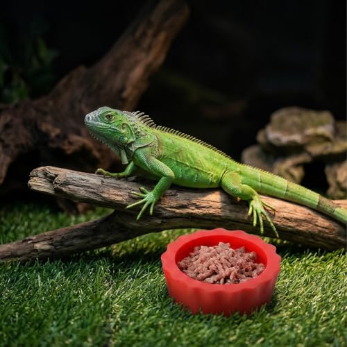 12 Pack Pangea Crested Gecko Food Dish, Reusable Small Reptile Feeding Dish, Water Bowl Gecko Tank Accessories for Hermit Crab Tarantula Isopods Snails Lizard(Silicone, 6 Colors)