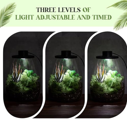 Maxdot Glass Plant Terrarium Kit with LED Grow Light, Desk Terrarium for Venus Fly Trap, Succulents, Moss & Miniature Garden, Borosilicate Glass Desktop Planter for Home Office(6.9 x 7.8 Inch) - size: 6.9 x 7.8 Inch