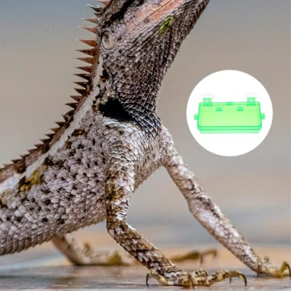 Cabilock Reptile Food Dish and Water Bowl with Suction Cup, Large Green Plastic Feeder for Bearded Dragon, Chameleon, Gecko, Suitable for Feeding Insects and Hydration in Terrariums