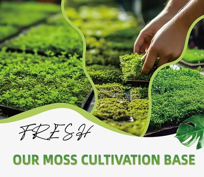 Live Moss Duo Pack – 2 Varieties Mixed Moss for Reptile Terrariums, Amphibian Habitats, Bonsai, Vivariums & Indoor Plant Projects