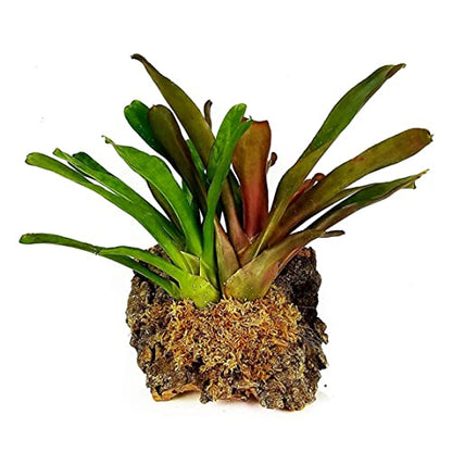 Sphagnum Moss Dried Spagnum Dry Moss for Reptiles Bedding and Terrarium Pet Supplies 150gSphagnum Dried Dry for Reptiles Reptile Spagnum for Plants