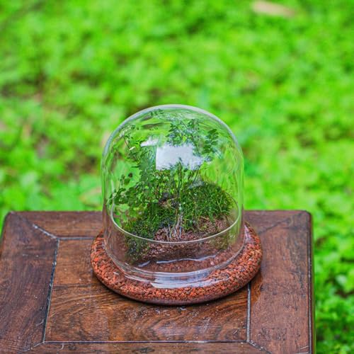 Small Glass Cloche Dome with Base for Plants 5.9 x 5.9 x 5.7 Inch | Clear Glass Cloche Bell Jar - Home Tabletop Display Terrarium, Indoor Decorative (No Plants Included)