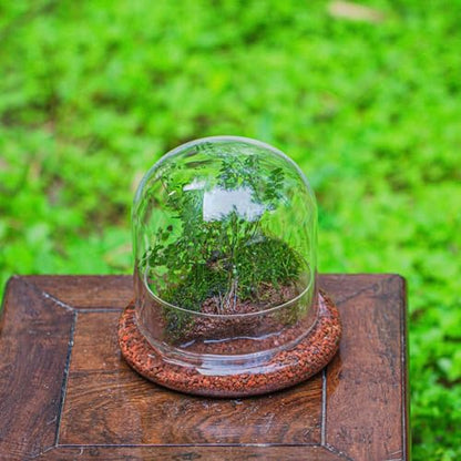 Small Glass Cloche Dome with Base for Plants 5.9 x 5.9 x 5.7 Inch | Clear Glass Cloche Bell Jar - Home Tabletop Display Terrarium, Indoor Decorative (No Plants Included)