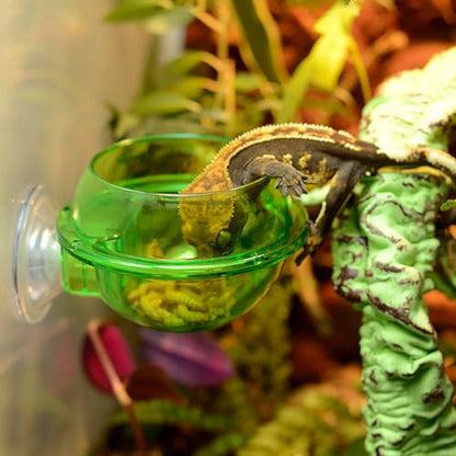 Healifty 4pcs Reptile Feeder and Drink Bowl with Suction Cup, Climbing Lizard Food Dish for Terrarium, Suitable for Chameleon, Gecko, and Bearded Dragon Feeding