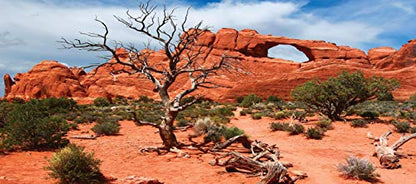 Reptile Habitat Background, Arch with Tree, 15.75" x 36"
