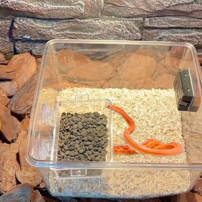 Reptile Feeder Chameleon Bowl 2 Pcs Anti-Escape Food Dish Bowl with Suction Cup for Chameleon Iguana Lizard Reptile Food and Water Feeding (White, M) - color: White, size: M