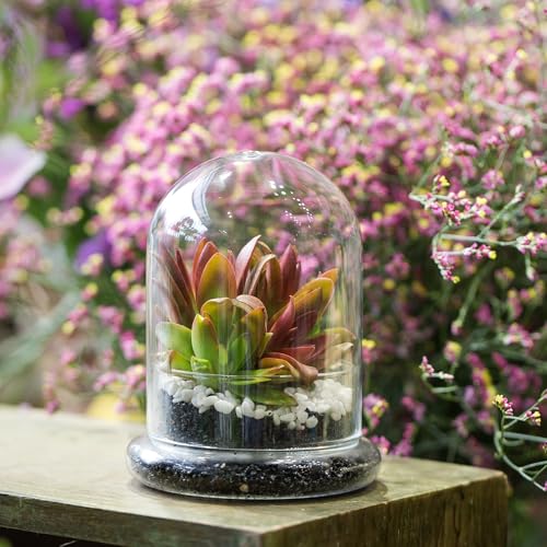 NCYP Small Clear Decorative Glass Terrarium Cloche with Air Hole - 4.7 x 4.7 x 6.3 Inches Glass Dome with Base for Miniature Plants - Display Storage (No Plants Included) - size: 4.7x4.7x6.3inches