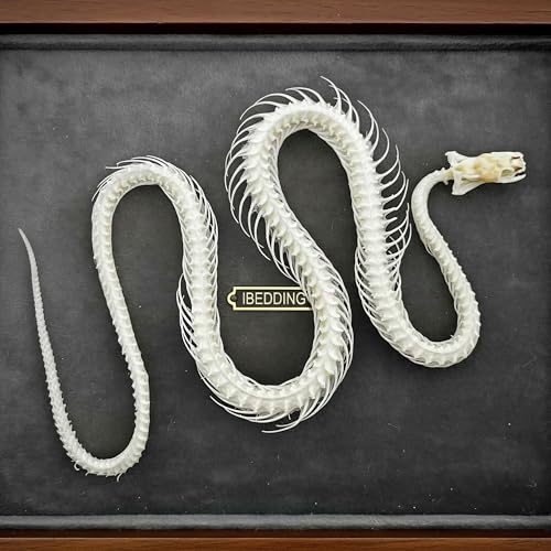 Taxidermy Real Animals Skull Decor - Model Animals Bones Specimen,Taxidermy Supplies for Science Education,Collection (Snake Skeleton) - style: Snake Skeleton