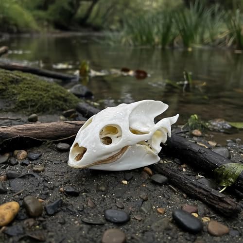 Taxidermy Real Animals Skull Decor - Model Animals Bones Specimen,Taxidermy Supplies for Science Education,Collection (Turtle) - style: Turtle Skull