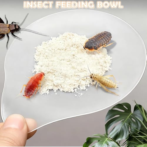 5 Pcs Cricket Feeding Bowl Plastic Feeder Transparent Eating Basin for Cricket Dubia Cockroach Cherry Cockroach Snail Crab Insect