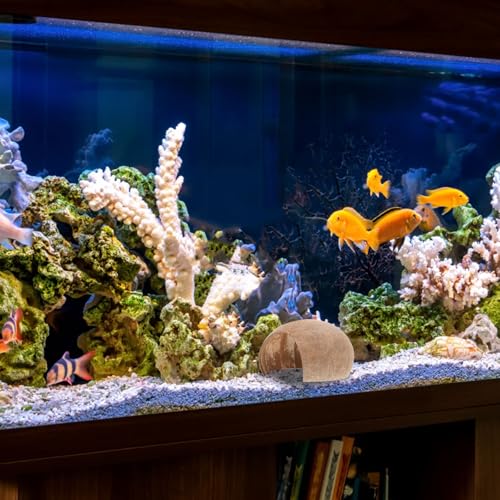 NUOBESTY 2pcs Coconut Shell Aquarium Hideouts for Fish and Shrimp Breeding Shelter, Natural Reptile and Gecko Cave Habitat, Large Pet Cave Decoration for Turtle and Hermit Crab Tank