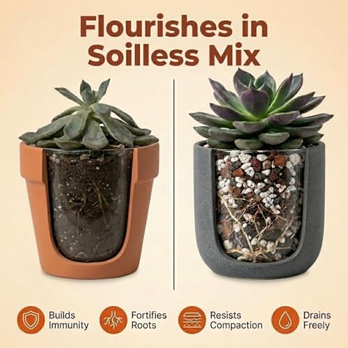 Molly's Succulent Mix - Premium Gritty Soilless Potting Mix for Succulents, Cactus and Bonsai - Contains Akadama, Hyuga, Bark Fines, Pumice, Lava Rock, Mycorrhizae 3 Dry Quarts - size: 3 Dry Quarts, style: Succulents & Cacti