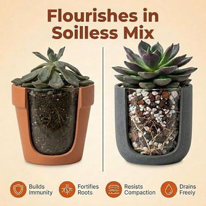 Molly's Succulent Mix - Premium Gritty Soilless Potting Mix for Succulents, Cactus and Bonsai - Contains Akadama, Hyuga, Bark Fines, Pumice, Lava Rock, Mycorrhizae 3 Dry Quarts - size: 3 Dry Quarts, style: Succulents & Cacti