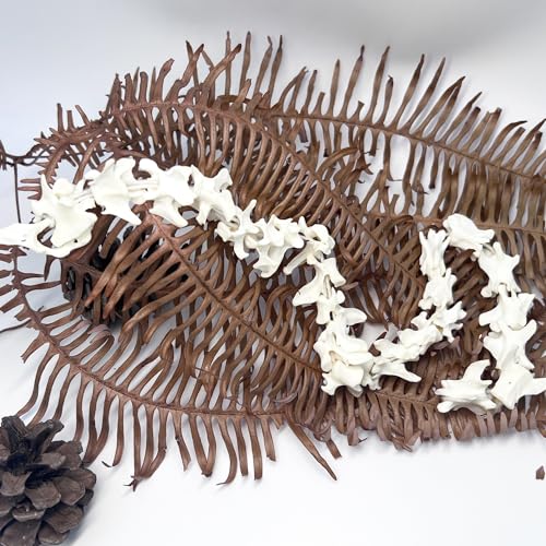 Taxidermy Real Mink Spine Decor - Model Animals Bones Specimen, Taxidermy Supplies for Science Education, Collection (Mink Spine) - style: Mink Spine