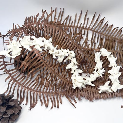 Taxidermy Real Mink Spine Decor - Model Animals Bones Specimen, Taxidermy Supplies for Science Education, Collection (Mink Spine) - style: Mink Spine