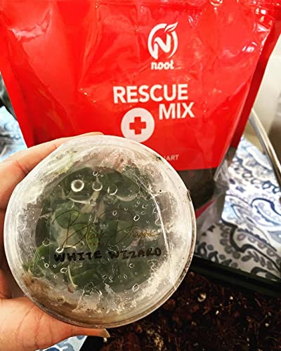 Noot Rooting Rescue Mix - 1 Quart - Coconut Chips Fibers Coco Coir Coarse Perlite - Root Rot Treatment - Rapid Roots for Propagation - Pre-Soaked & Ready to Use - size: Noot Rooting Rescue Mix