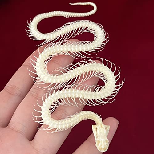 Taxidermy Real Animals Skulls, Real Bones Specimen, Taxidermy Supplies for Science Education, Special Gift (Snake Skeleton) - style: Snake Skeleton