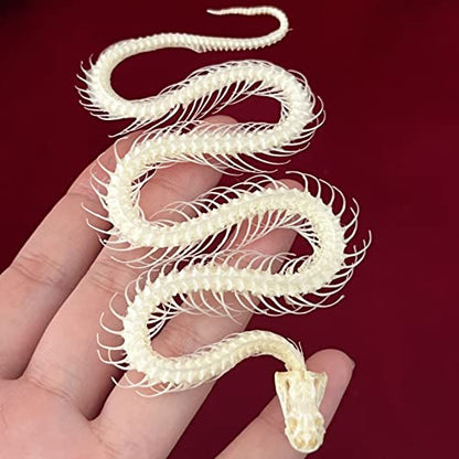 Taxidermy Real Animals Skulls, Real Bones Specimen, Taxidermy Supplies for Science Education, Special Gift (Snake Skeleton) - style: Snake Skeleton