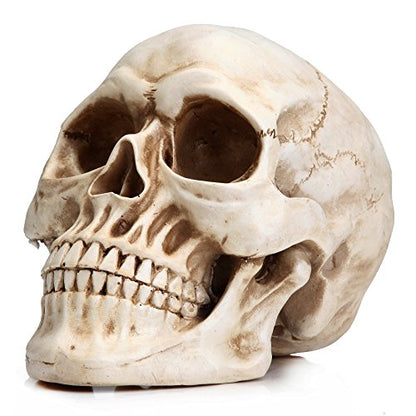 READAEER Life Size Resin Skull, Large Size Adult Skull Head Model for Home Decoration, Halloween Skull Statue, Human Skull Head Model (White)