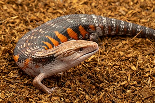 Microchip Fine Coconut Substrate and Coco Husk Chip Mix Bedding for for Bioactive Terrarium Tanks, Reptiles, Inverts, Frogs, Tarantulas, and Geckos Bedding for Terrarium Floor Cover (36 Quart 4 Pack) - size: 36 Quart (4 Pack)